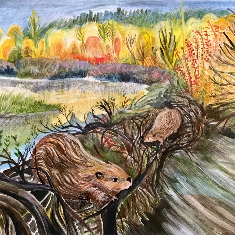 illustration of two beavers building a dam, beaver illustration , wildlife illustration , nature illustration , rewilding , nature art 